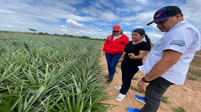 Exportación agrícola en Anzoátegui es impulsada por recuperación de terrenos